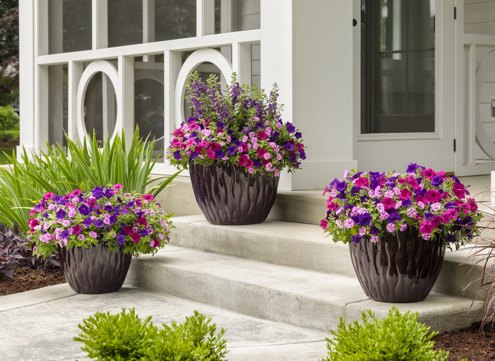 planting perennials in spring