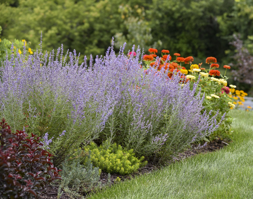 summer garden preparation