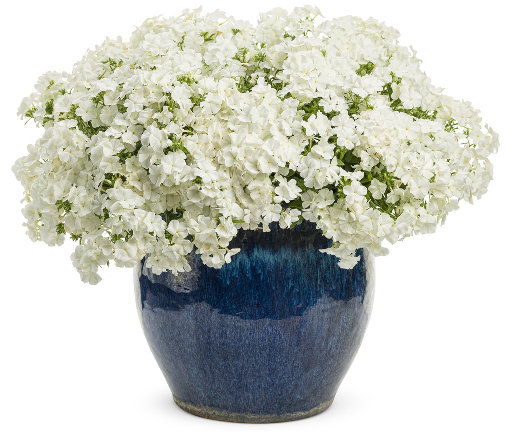 Perennial phlox care