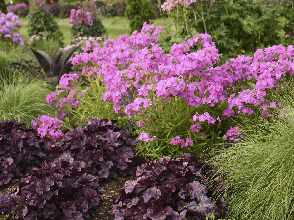Summer blooming flowers