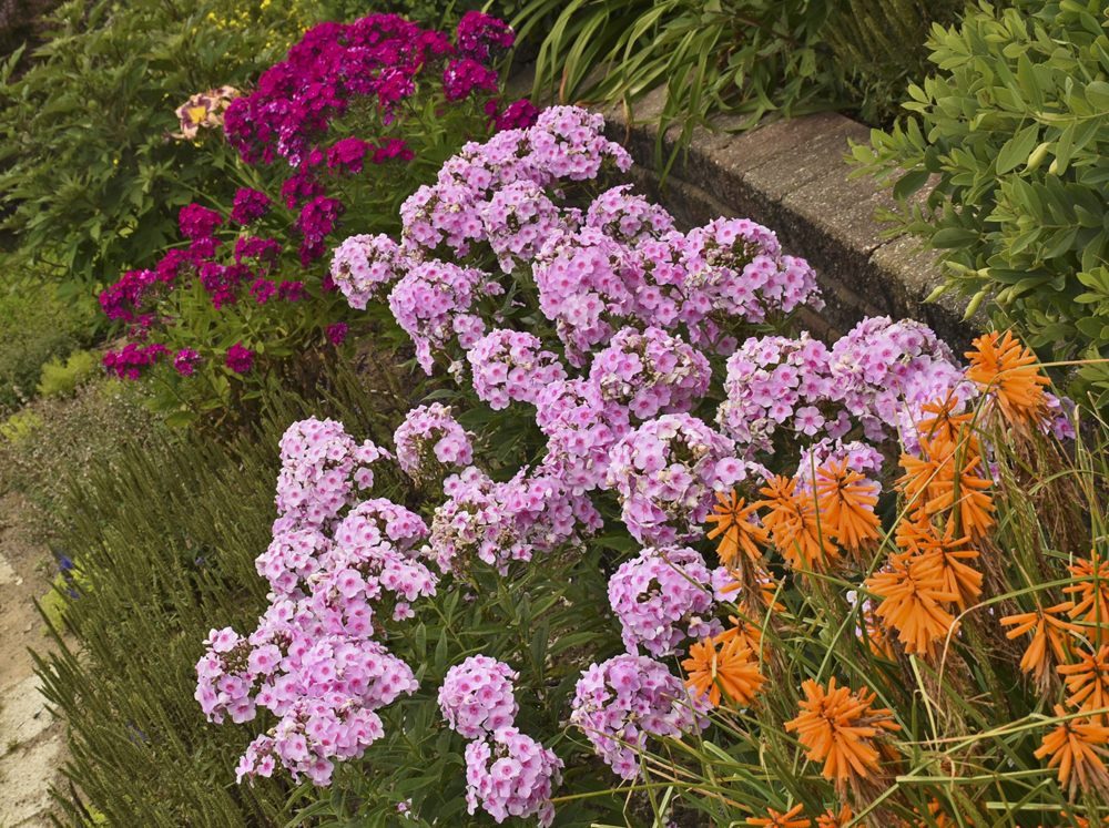 Growing phlox varieties,
