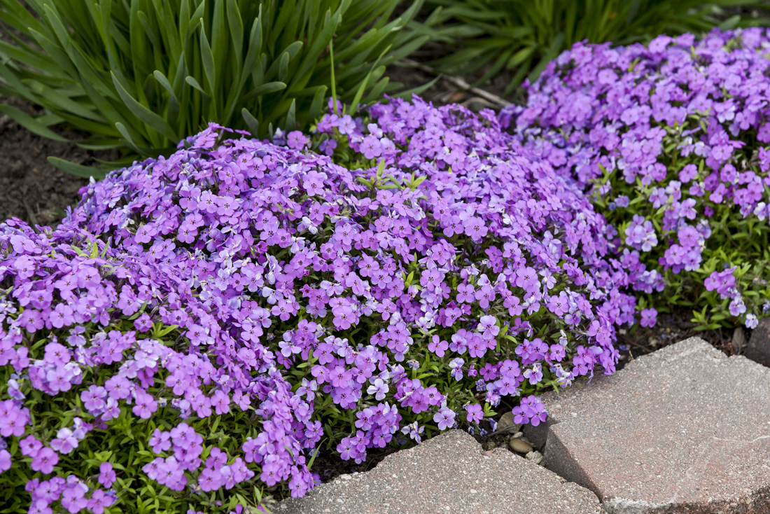 All-season garden color