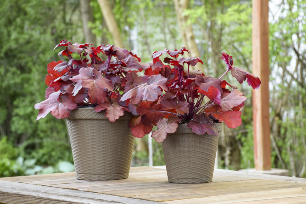 Autumn garden maintenance