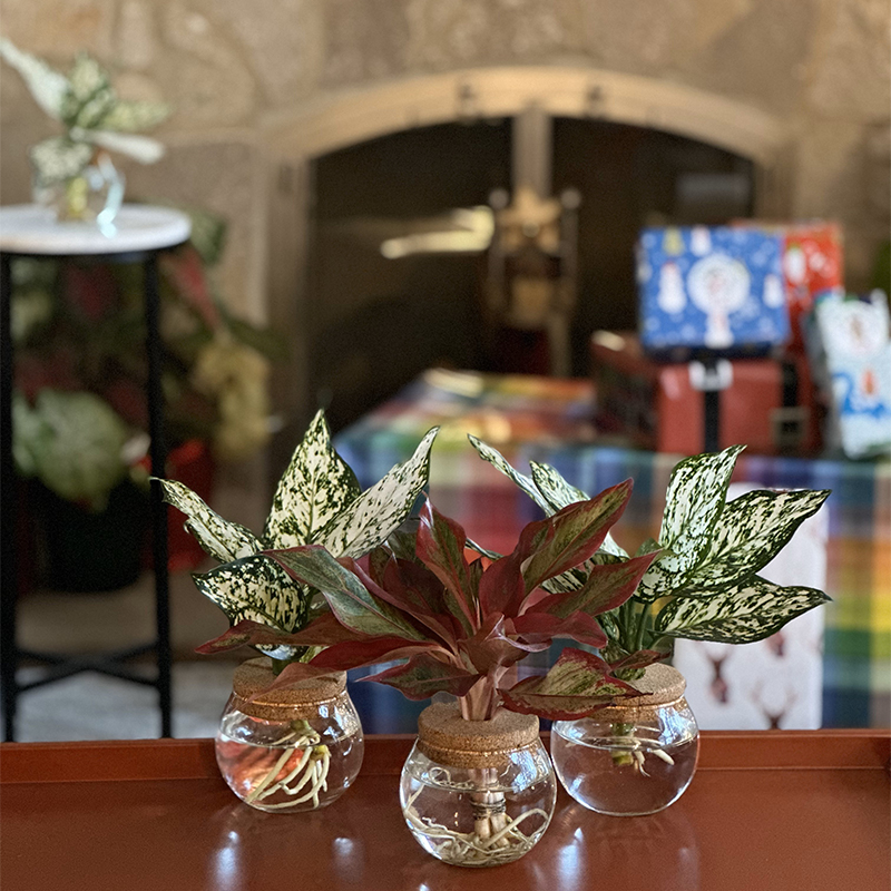 Hydroponic leafjoy<sup>®</sup> H2O<sup>®</sup> bottle gardens 