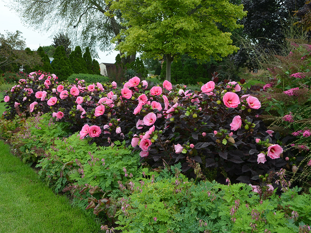 Growing perennial hibiscus