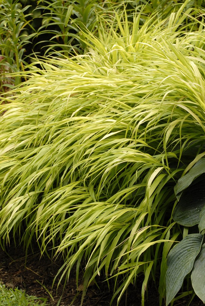 Japanese hakone grass