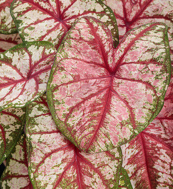 Heart to Heart<sup>®</sup> 'Bottle Rocket' Sun or Shade Caladium