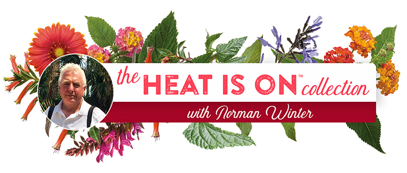 Garden expert Norman Winter pictured with a colorful variety of heat-loving flowers and foliage.
