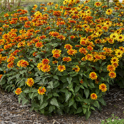 'Forged in Fire' Heliopsis helianthoides 