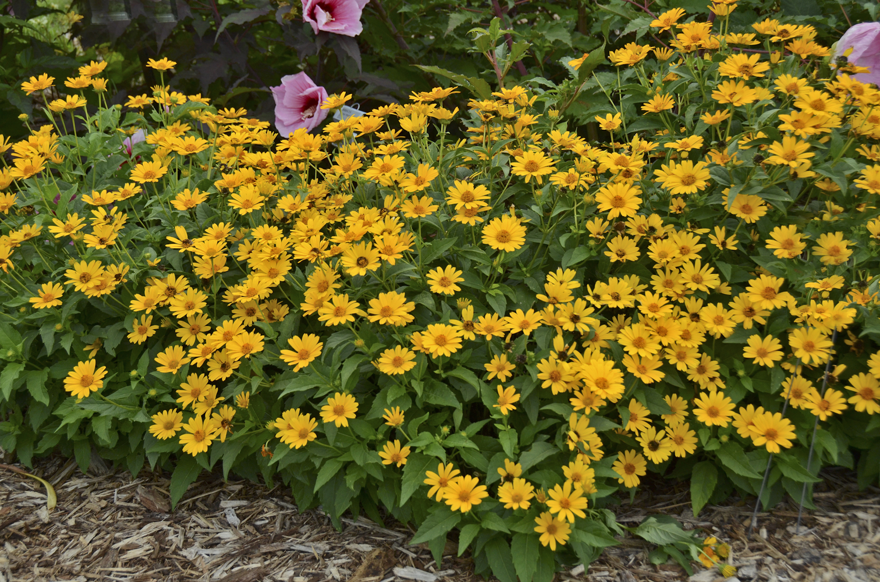 ‘Tuscan Sun’ Heliopsis (False Sunflower)
