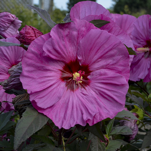Summerific® 'Berry Awesome' - Rose Mallow - Hibiscus hybrid