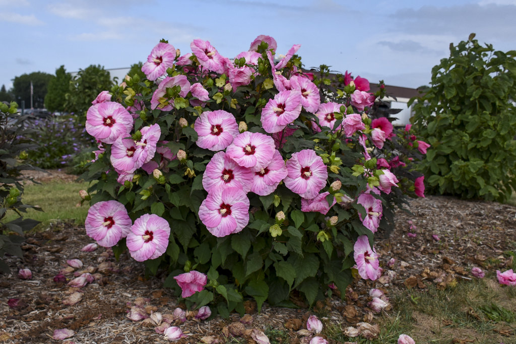 rose mallow