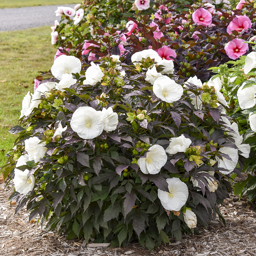 Summerific<sup>®</sup> ‘Cookies and Cream’