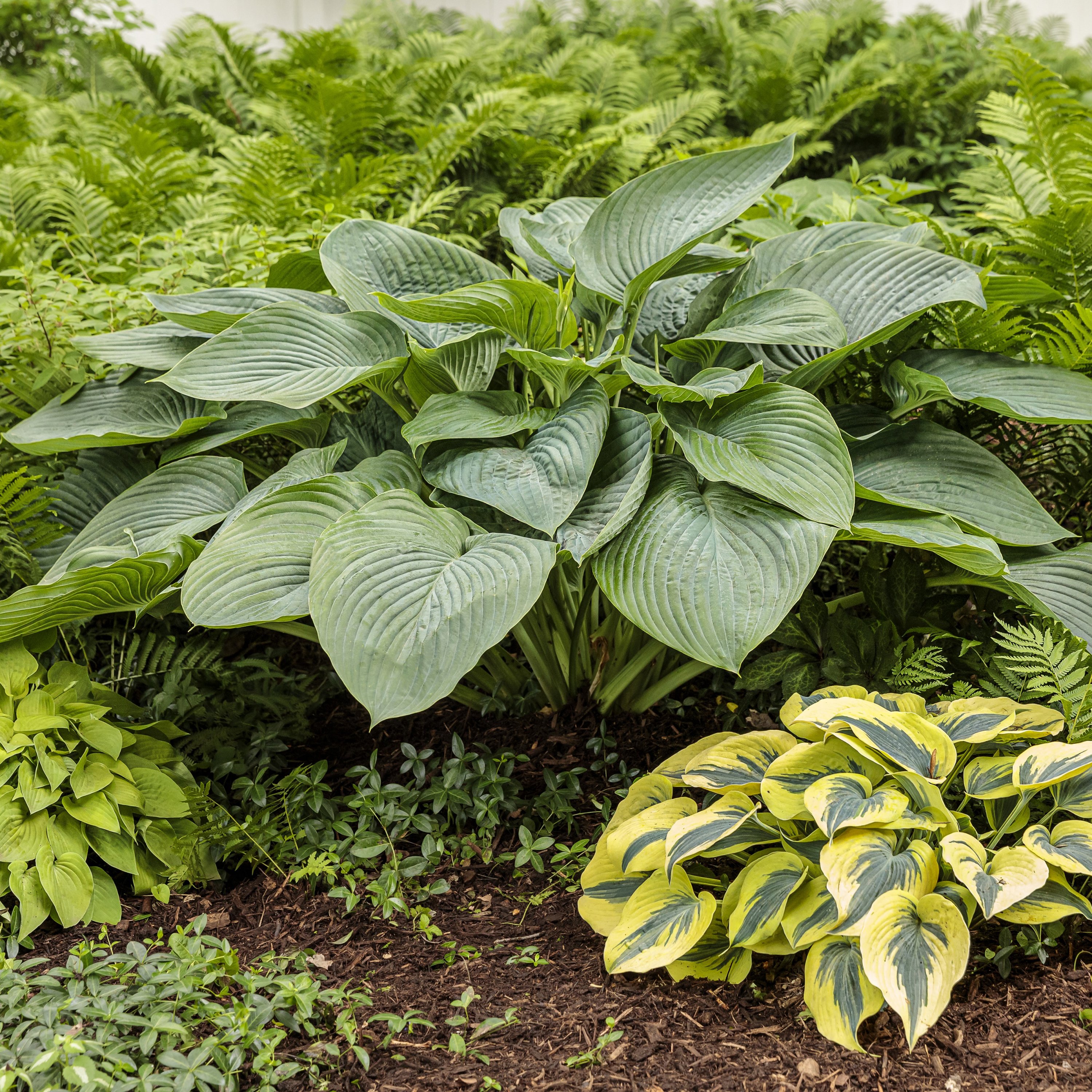 Hosta Empress Wu