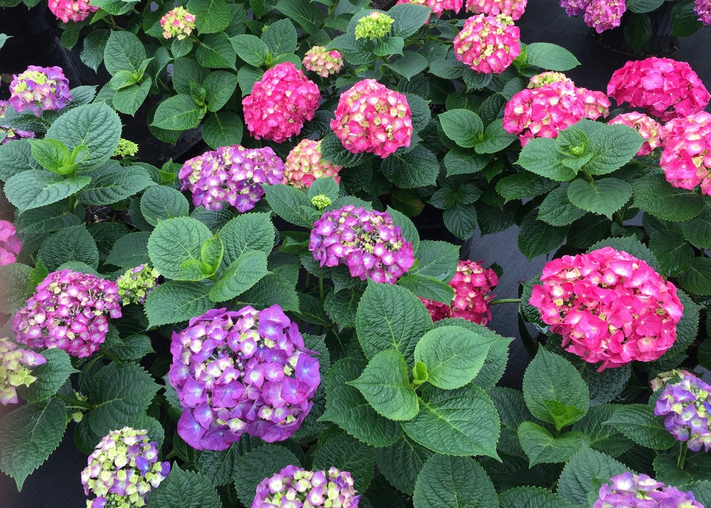 bigleaf hydrangea