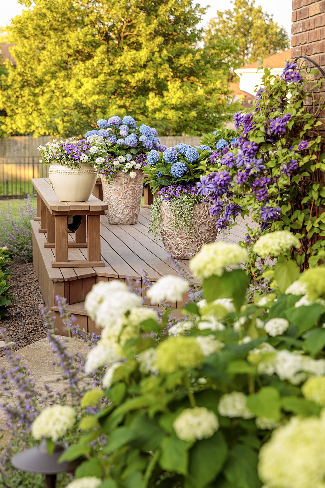 Growing Hydrangeas in Planters