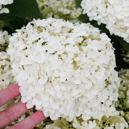 Invincibelle Wee White<sup>®</sup> 2.0 Hydrangea arborescens