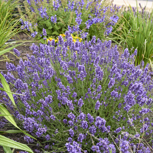 'Summer Serenade' Lavandula angustifolia