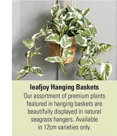 leafjoy hanging baskets