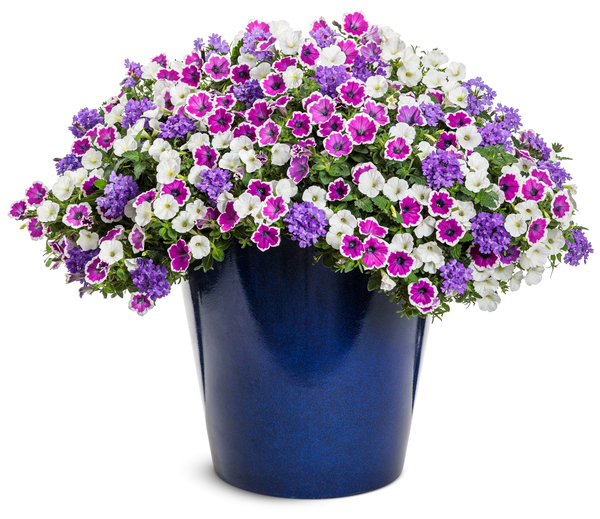 Container combination featuring white and soft purple Superbena in a decorative pot.