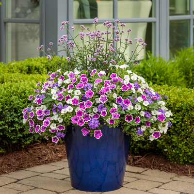 planting perennials in spring