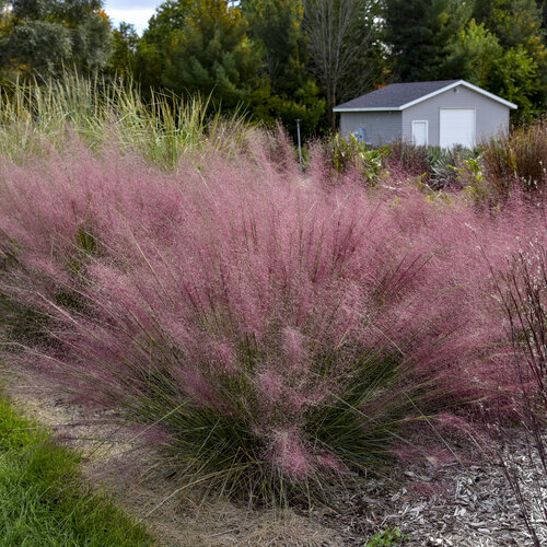 Prairie Winds<sup>®</sup> 'Candy Floss' Muhlenbergia capillaris