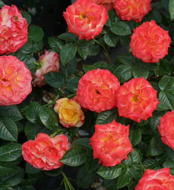 Oso Easy En Fuego<sup>®</sup> Rose