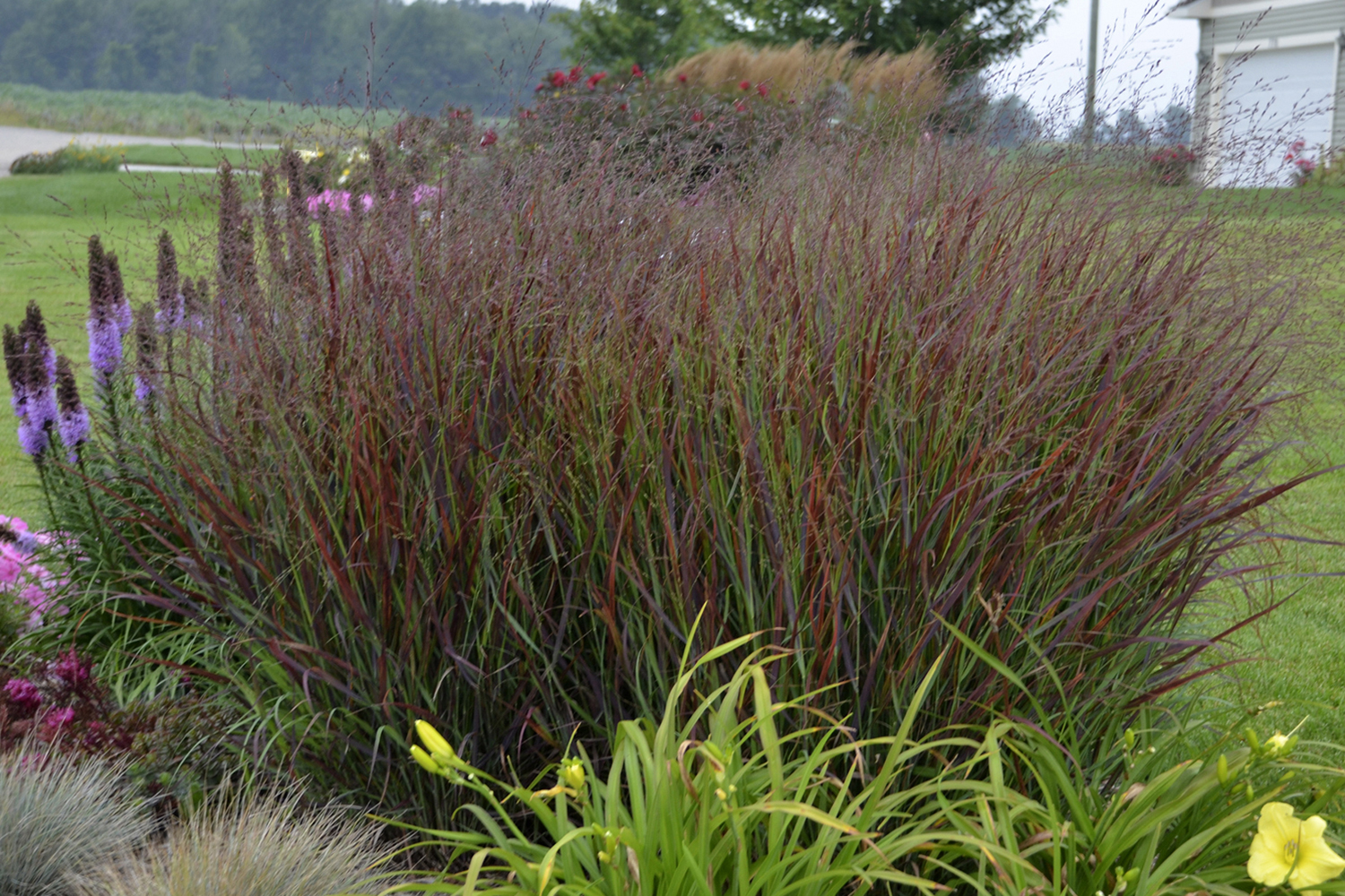 Prairie Winds<sup>®</sup> ‘Cheyenne Sky’ Panicum (Switch Grass)