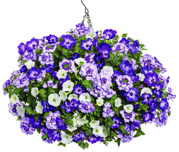 Ireland Pebble Beach