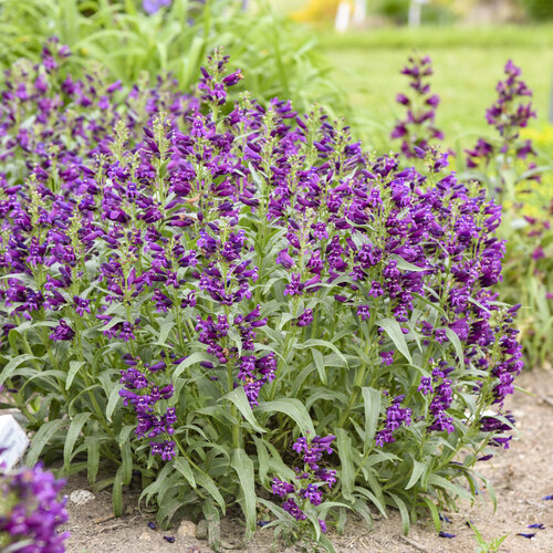 Bejeweled<sup>®</sup> 'Dark Amethyst'  Penstemon barbatus