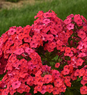 Luminary<sup>®</sup> 'Sunset Coral' Tall Garden Phlox