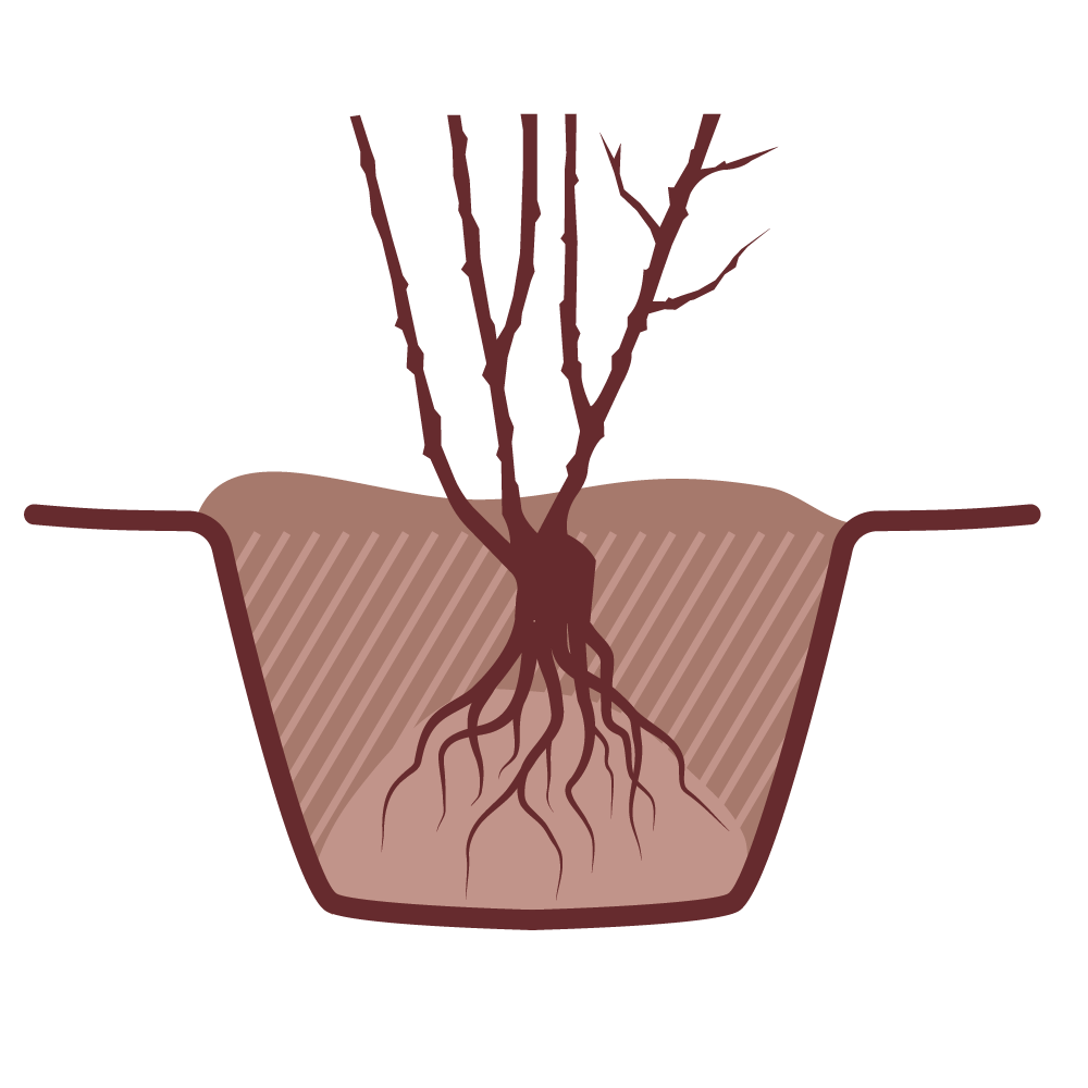 bareroot-rose-planting
