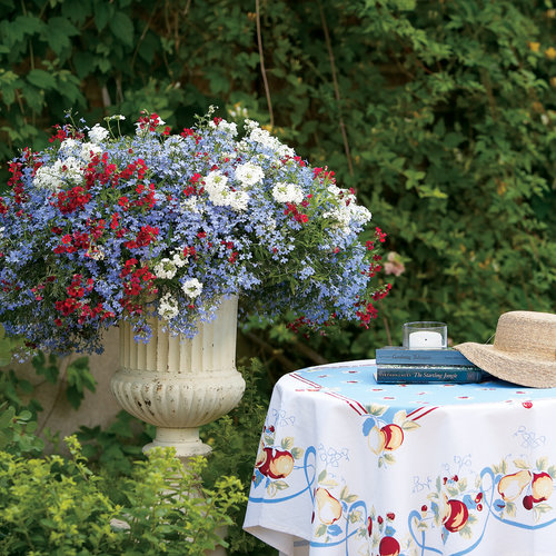 Patriotic container garden with Sky Blue Lobelia, Cranberry Red Nemesia, and White Verbena