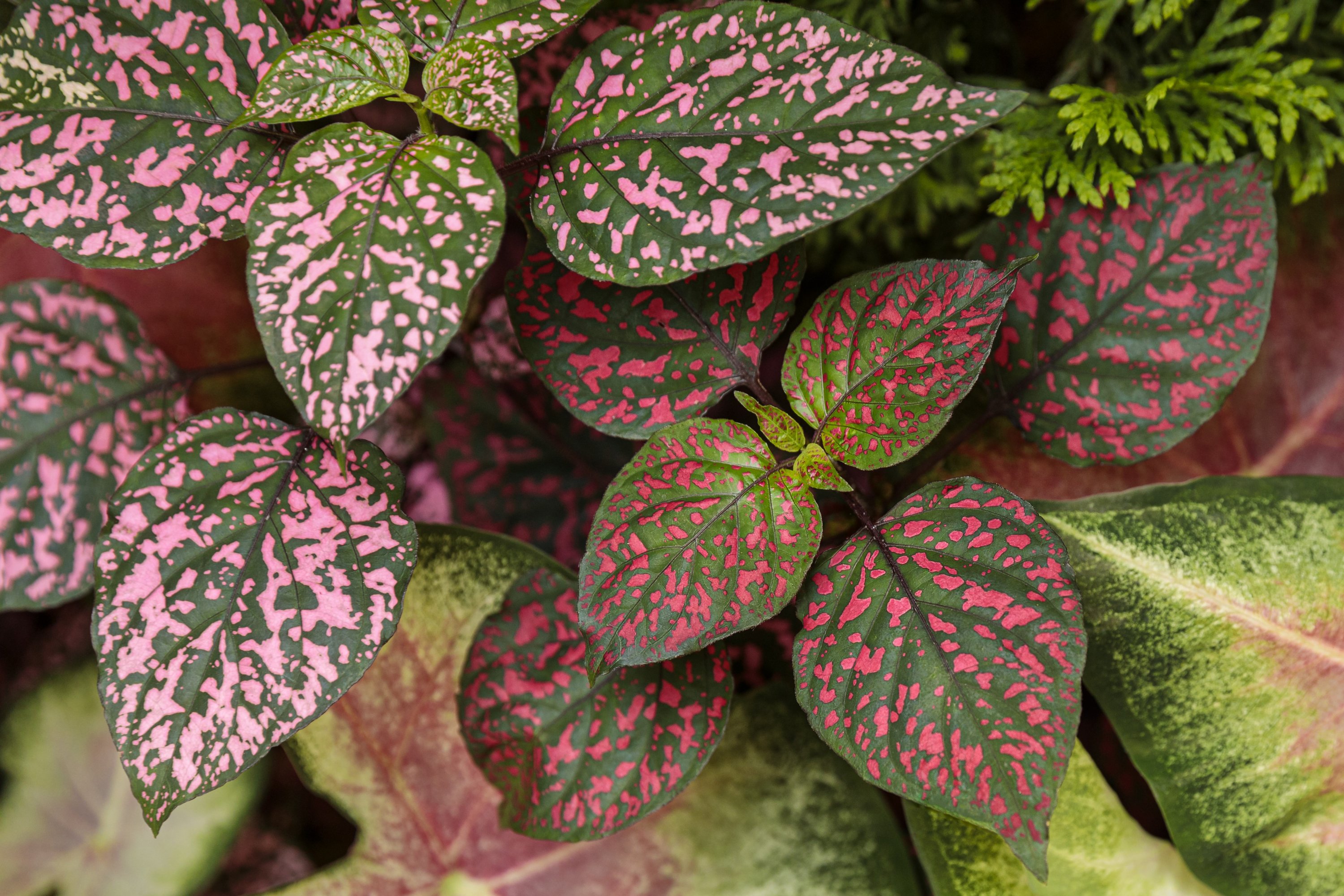 Polka Dot Plant - Ultimate Growing & Care Guide