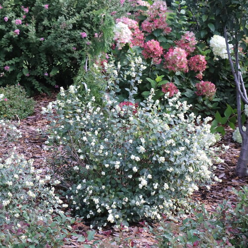 Proud Berry<sup>®</sup> Pearl snowberry (Symphoricarpos)