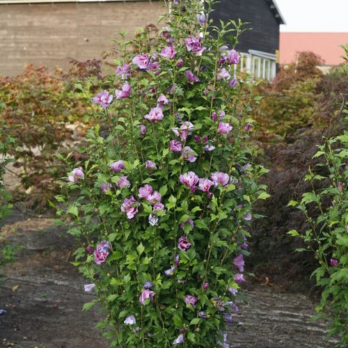 Purple Pillar rose of Sharon