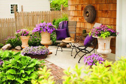 Poinsettias and the Euphorbia Family