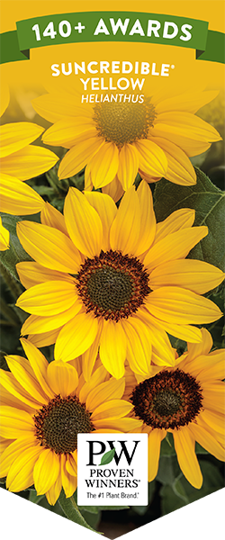 Suncredible<sup>®</sup> Yellow Sunflower Awards