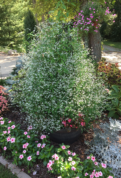 Low Maintenance Plants For Landscaping, Landscaping Ideas Zone 5