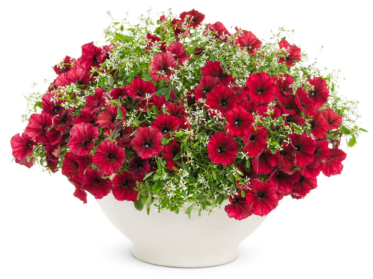 Minimalist red Petunia and white Diamond Frost Euphorbia arrangement