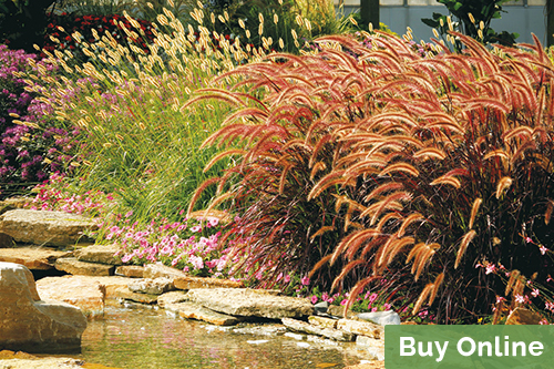 Ornamental Grasses Care A Guide To, Types Of Tall Grass For Landscaping