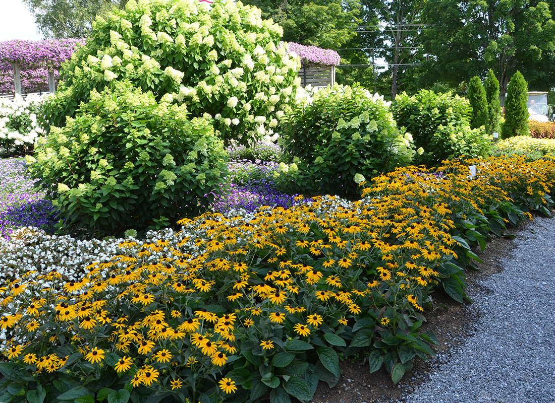 Mega Millions<sup>®</sup> Rudbeckia