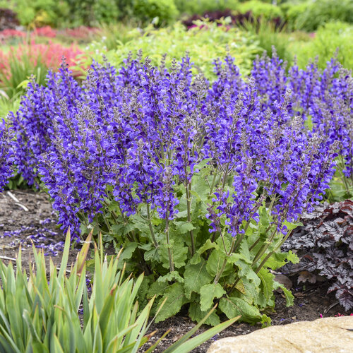 Living Large<sup>®</sup> 'Dark Sky' Perennial Salvia