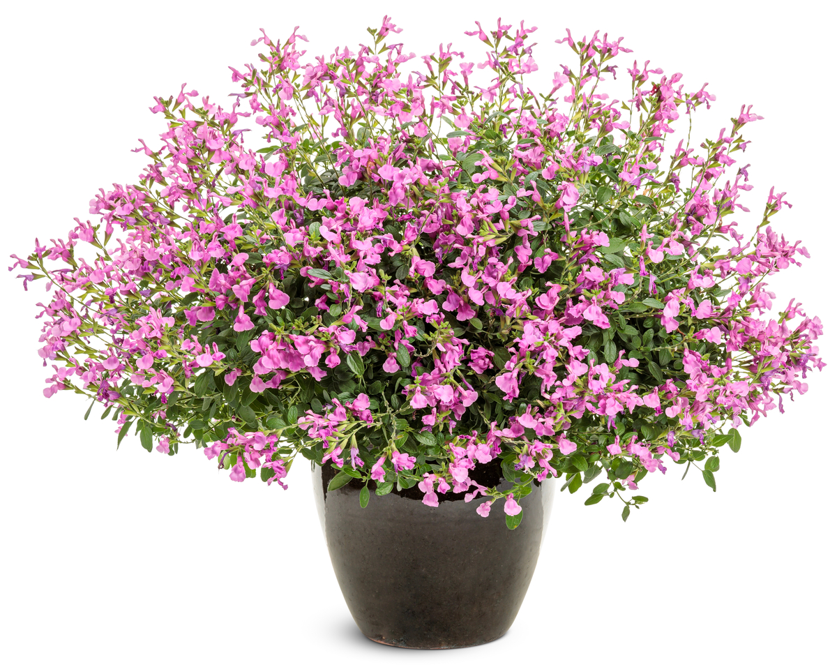 OUTSHINE<sup>™</sup> Orchid Salvia 