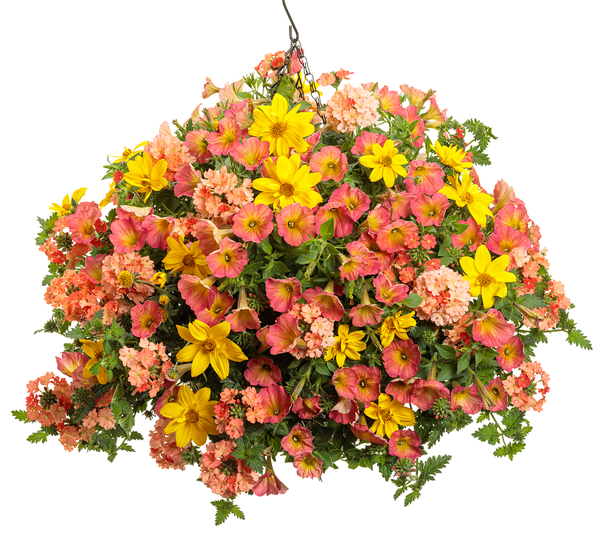 Bright mixed floral container featuring Superbena paired with heat-loving companions.