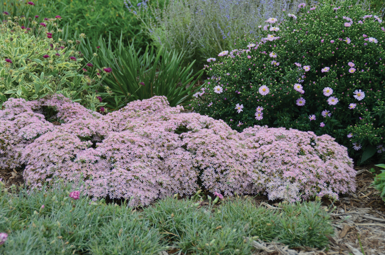 Rock ‘N Grow<sup>®</sup> ‘Pure Joy’ Sedum (Autumn Stonecrop)