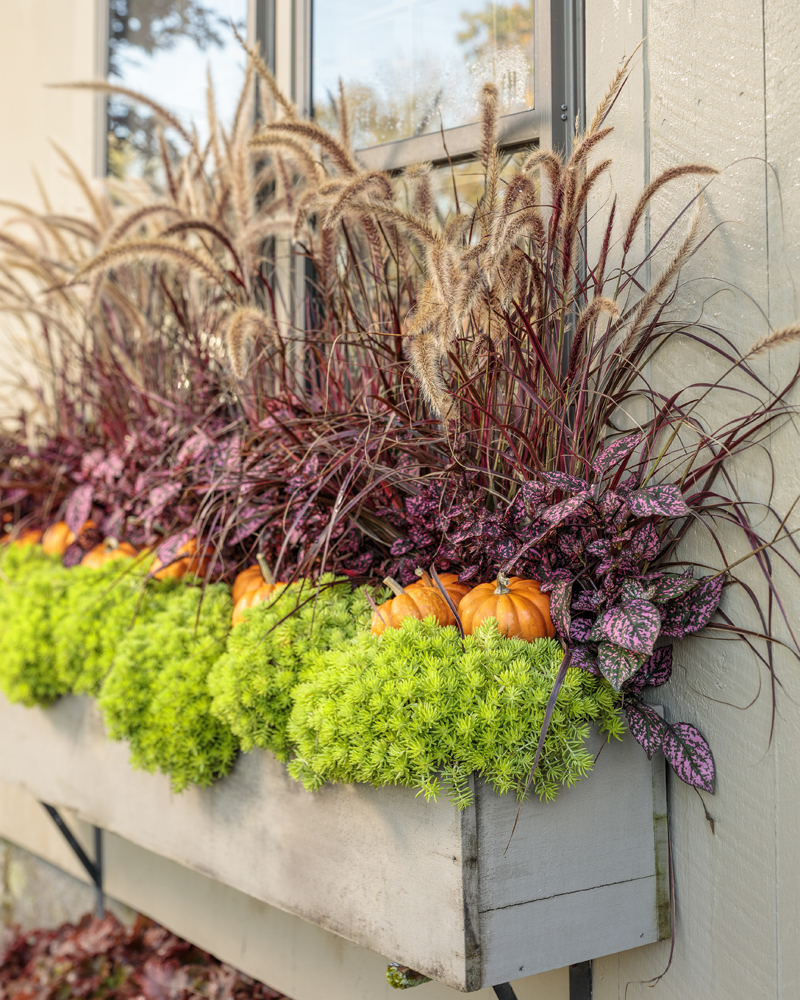 autumn planters
