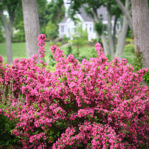 Image of Sonic Bloom Pink Weigela in summer