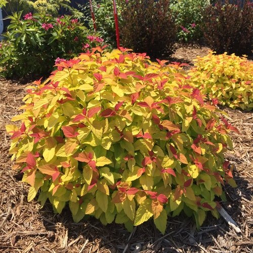 candy corn spirea