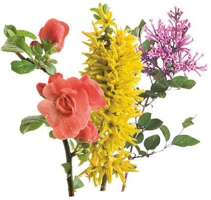 spring shrubs